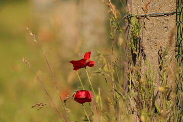 Mohn am Gartenzaun