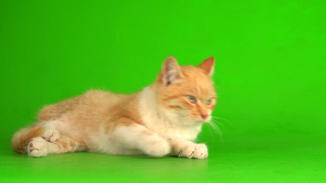 Red cat kitten on a green screen background.
