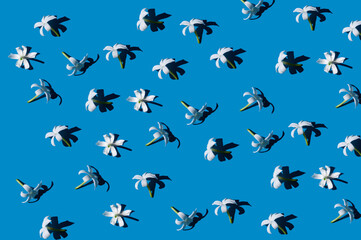 little white flowers with hard shadows on a bright blue background. flat lay, top view.