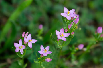 Beautiful Little Wild Pink Flowers