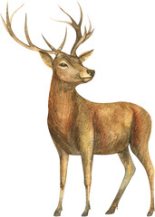 Watercolor deer illustration. Woodland animal