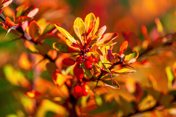 beautiful colorful autumn leaves in fine weather