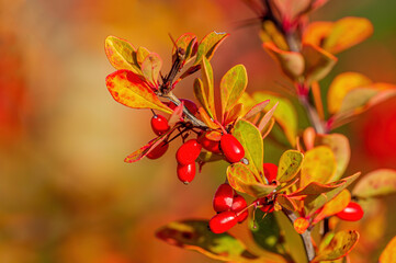 beautiful colorful autumn leaves in fine weather