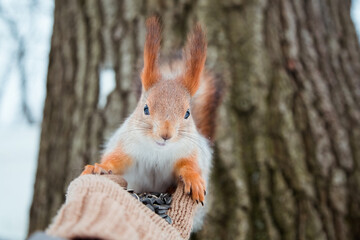 Red squirrel in winter eating sunflower seeds from the woman's hand wearing knitted beige glove with the bid tree on the background. The squirrel  sits on tree in the winter or autumn.  