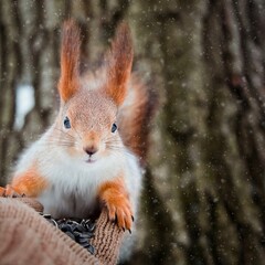 Red squirrel in winter eating sunflower seeds from the woman's hand wearing knitted beige glove with the bid tree on the background. The squirrel  sits on tree in the winter or autumn.  