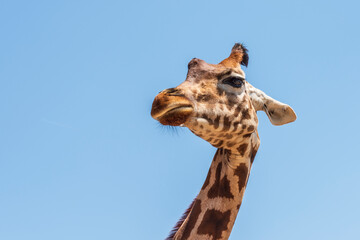 Animals from the Fasano safari zoo. Puglia