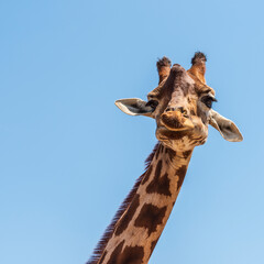 Animals from the Fasano safari zoo. Puglia