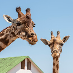 Obraz premium Animals from the Fasano safari zoo. Puglia