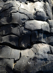 Detail of burnt wood tree with sand grains