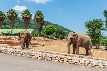 Animals from the Fasano safari zoo. Puglia