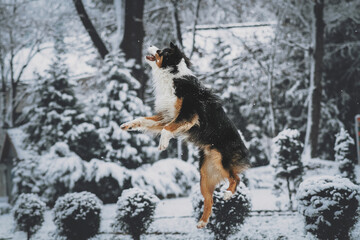 dog running in the snow, Australian shepherd