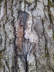 texture and background of old tree bark