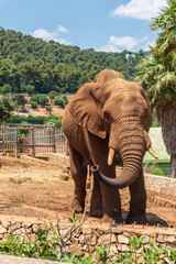 Animals from the Fasano safari zoo. Puglia