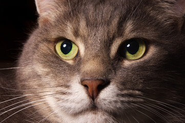Gray cat portrait. house cat