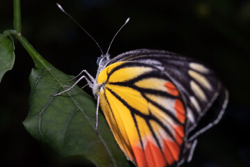 Delias eucharis or common Jezebel butterfly with broken wing finding .and eating Flower pollen  on the flowers
