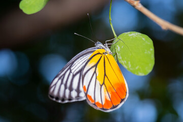Delias eucharis or common Jezebel butterfly with broken wing finding .and eating Flower pollen  on the flowers