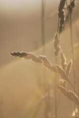 grass in the morning