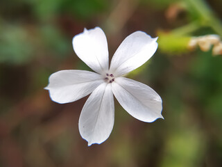Fototapeta na wymiar White Plumbago wild flower close up