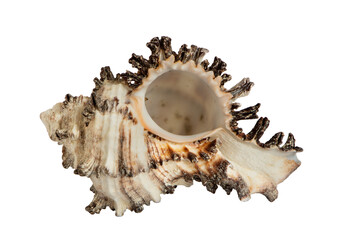 seashell from the  Sea isolated on white background