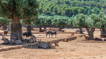 Animals from the Fasano safari zoo. Puglia
