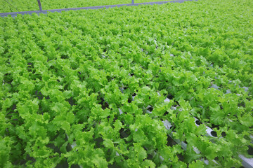 Green lettuce beds in the greenhouse