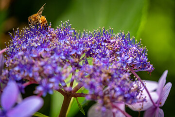 ガクアジサイとミツバチ