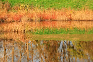 Fall colors on the lake coast