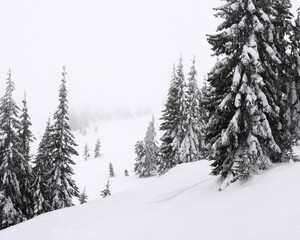 Fototapeta premium Trees covered with snow on a mountain slope.