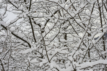 Snow-cowered intertwined tree branches.