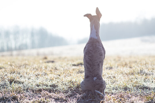 Whippet im Gegenlicht