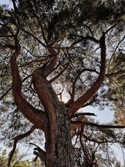 tree in the park