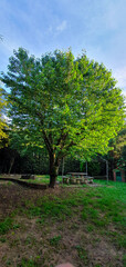 Old cherry tree