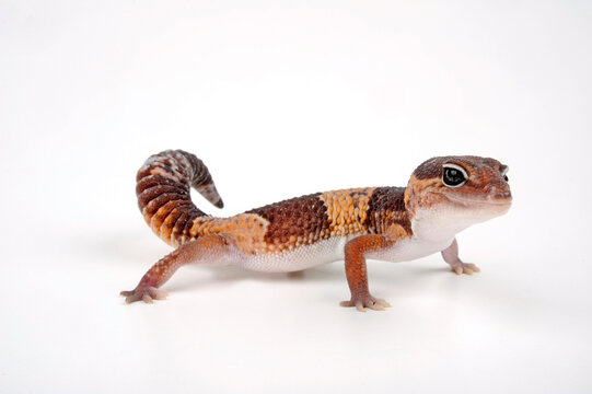 African fat-tailed gecko // Afrikanischer Fettschwanzgecko (Hemitheconyx caudicinctus)