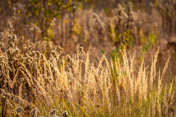 Fototapeta premium Autumn in the nature