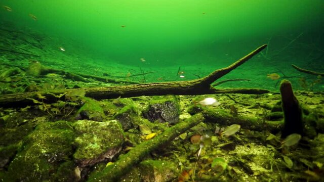 Cave diving in underwater caves of Yucatan Mexico cenotes. Divers in clean and clear underground water.