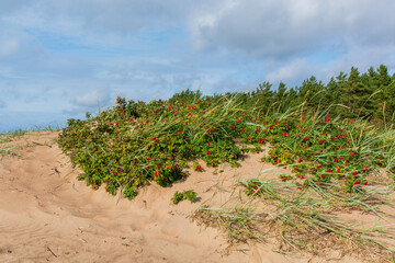 Green bushes against blue sky with massive clouds on a sandy ground. Very strong wind blowing from the ocean blows off the stems of foliage and bushes. Wild green bushes of rose hips on the sand.