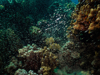 A Red Sea coral reef teeming with marine life. Picture from a reef outside Hurghada, Egypt