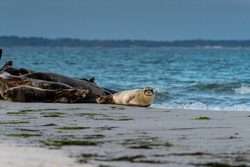 Fototapeta premium A cute harbor seal pup rests on a sandbank near to the ocean. Picture from Falsterbo in Scania, southern Sweden