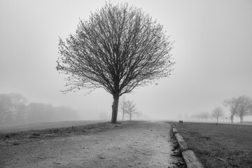 A willow tree in black and white with a misty background. Picture from Scania county, Sweden