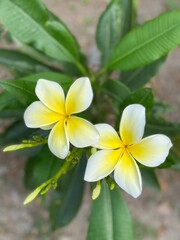 frangipani plumeria flowers