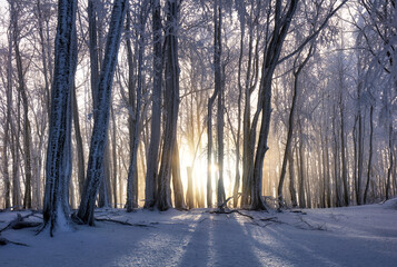 Forest in Winter with frozen trees