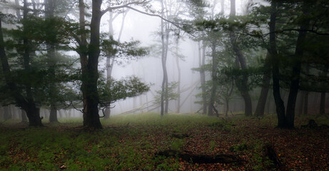 Foggy forest. Fairy tale spooky looking woods in a misty sunrise. Cold foggy morning in horror forest