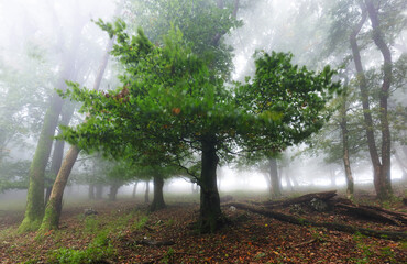 Fototapeta premium Beautiful forest at foggy sunrise. Tree trunks and cold mist landscape.