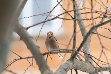 El picogordo común. Coccothraustes coccothraustes