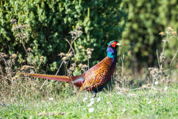 Ringneck Pheasant (Phasianus colchicus) male