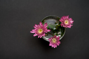 pink flowers in a glass on black background, space for text