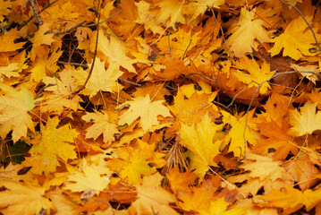 Naklejka na ściany i meble Fallen maple leaves. Autumn texture.