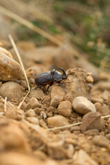 Escarabajo rinoceronte. Oryctes nasicornis. Macho