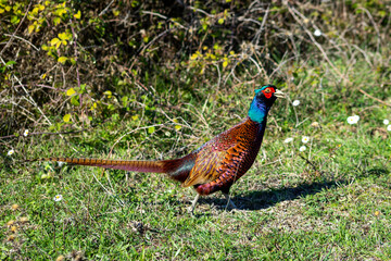 Ringneck Pheasant (Phasianus colchicus) male