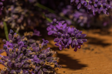 fresh lavender flowers in spring collected